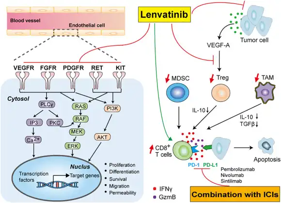 Targets signaling pathways(and underlying immunomodulatory activity in HC)[10]