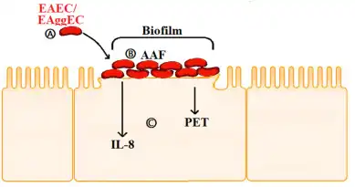 a-c) Adherence mechanism of EAEC[22]
