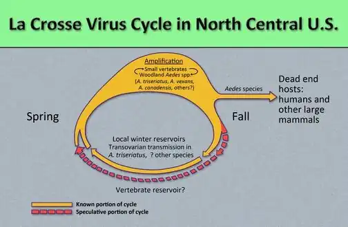 Diagram by which La Crosse encephalitis virus reproduces and amplifies itself in the avian populations, and is subsequently transmitted to dead end hosts including humans and other larger mammals