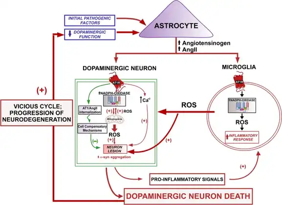 Brain RAS plays a role in the progression of dopaminergic neuron degeneration;different pathogenic factors trigger molecular/cellular changes that lead to an initial dysregulation of the brain RAS[66][67]