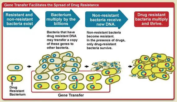 Diagram that shows how gene transfer facilitates the spread of drug resistance.