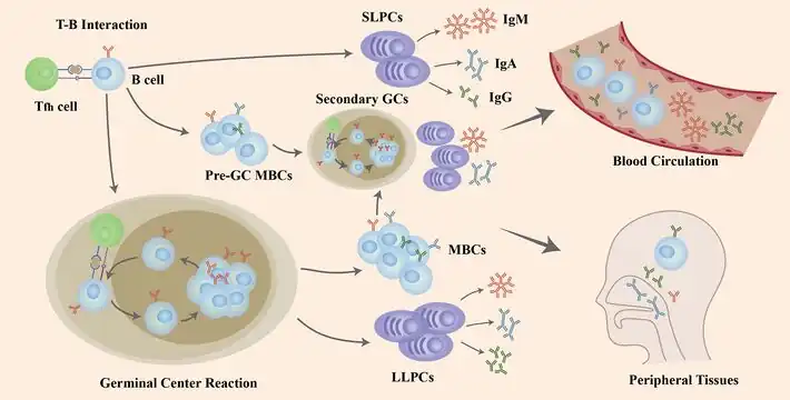 Role of B cells in COVID-19 infection/re-infection- Naïve B cells are activated via the help of folliculat T cells after the invasion of SARS-CoV-2 virus[81]