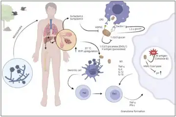 Pathogenesis of histoplasmosis.[36]