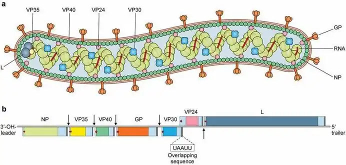 Structure and genome organization of Marburg virus.[4]