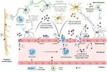Mechanisms of JEV neuroinvasion[23]