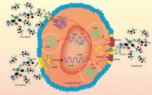 Pharmacological mechanism of paricalcitol[10]