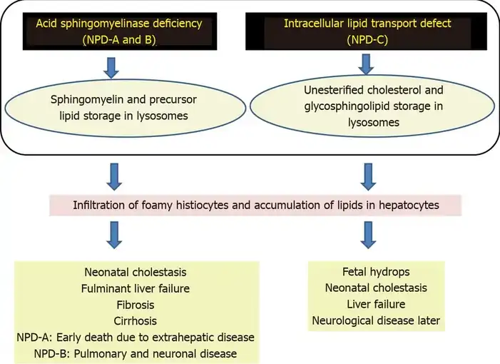 Pathogenesis of Niemann-Pick disease types A, B, and C[7]