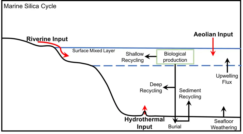 Generalized marine silica cycle, adapted from Treguer et al., 1995