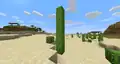 A naturally occurring rare six-block tall cactus.