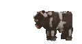 Gif of a cow walking.