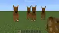 Four prototype camels looking at the player in Bedrock Edition.