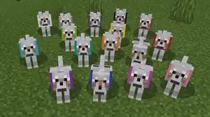 Tamed wolves with dyed collars.