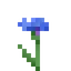 Cornflower