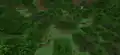 A forest biome as seen from above