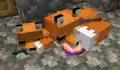 A fox and a baby fox sleeping while holding player-dropped items.