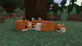 Sleeping foxes.