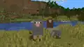 Gray and brown sheep in a savanna biome.