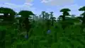 Jungle trees in a jungle biome.