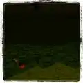 Image of a dark forest from Jeb on Instagram.