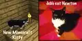 Jeb's cat in-game.