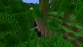 Jungle bushes that generated normally right above a massive cave.