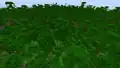 A jungle single biome world before 1.18.