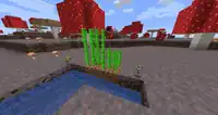 Mycelium as seen spreading in dirt and destroying planted sugar cane. This is no longer possible as of 1.17, as sugar cane can now be planted on mycelium.