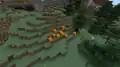 A pumpkin patch in a windswept hills biome.