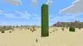 A natural five block tall cactus.