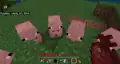 Pigs following the player.