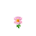 Pink daisy render