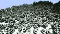 A large snowy taiga biome, with a beach off to the side.