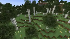 Tall Birch Forest.png: Infobox image for Old Growth Birch Forest the biome in Minecraft