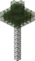 A tall birch