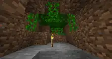 Vines growing in a cave.
