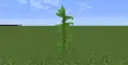 What kelp looks like without water (water removed using a resource pack).