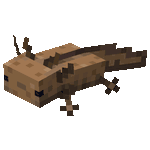 Wild axolotl floating