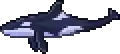 Orca