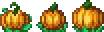 Pumpkin Plant.png