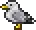 Seagull