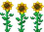 Sunflower (placed).png