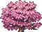 Treetop Sakura 2.png