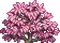 Treetop Sakura 3.png