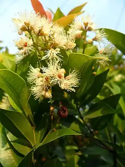 Flowers can be white, cream, or yellow, with a pink cultivar available