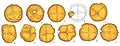Amber 'sun discs'.[10]