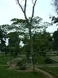 Dragon's blood tree