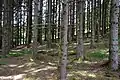 Spruce wood in tight rows, Le Tholy.