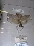 Dead adult male Deroplatys desiccata