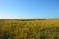 Pasture (grassland) near Kanjiza