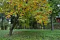 Trees in the park